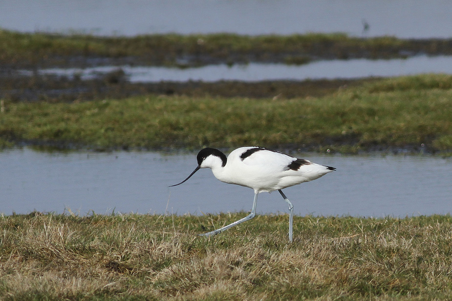 Fugl-Recurvirostra avosetta_6518