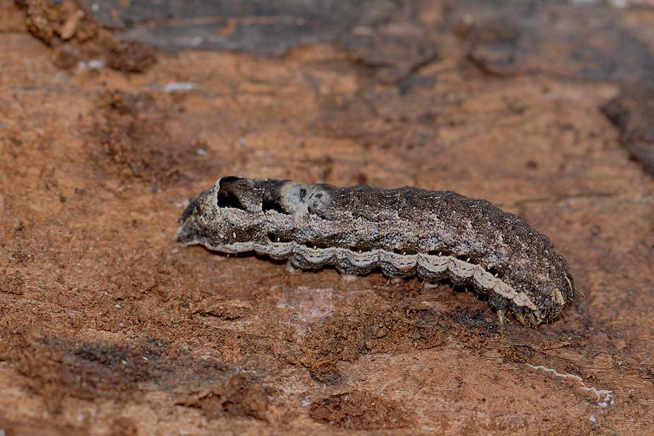 Xestia triangulum_0369