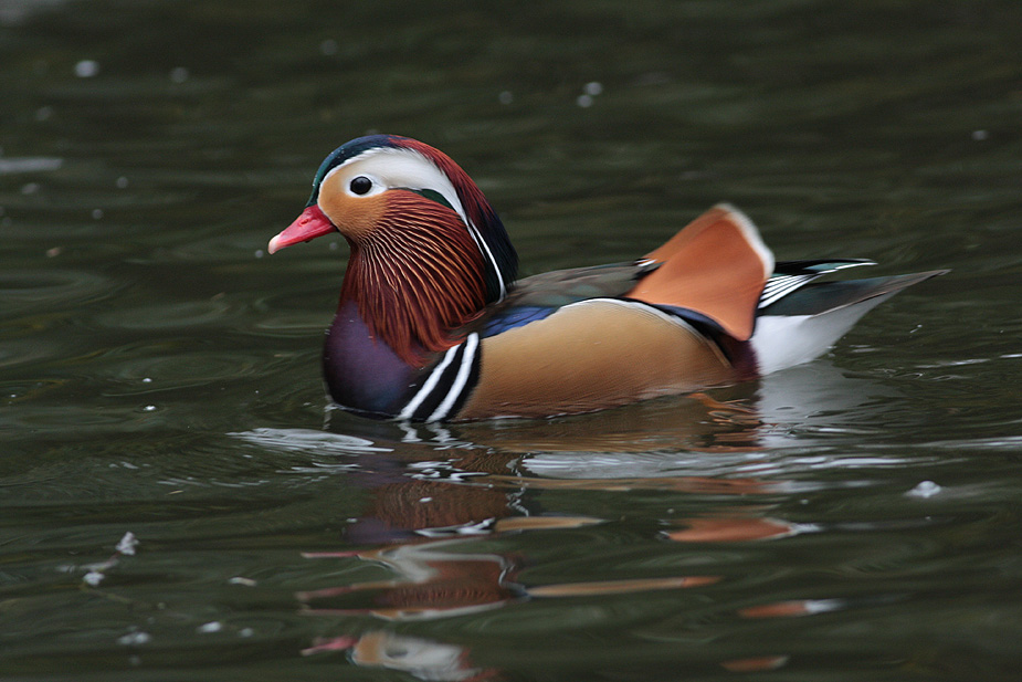 Fugl-Aix galericulata_4656