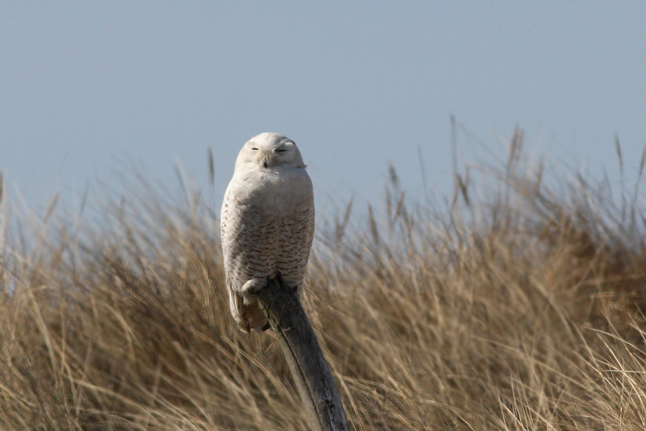Fugl-Bubo scandiacus_7558