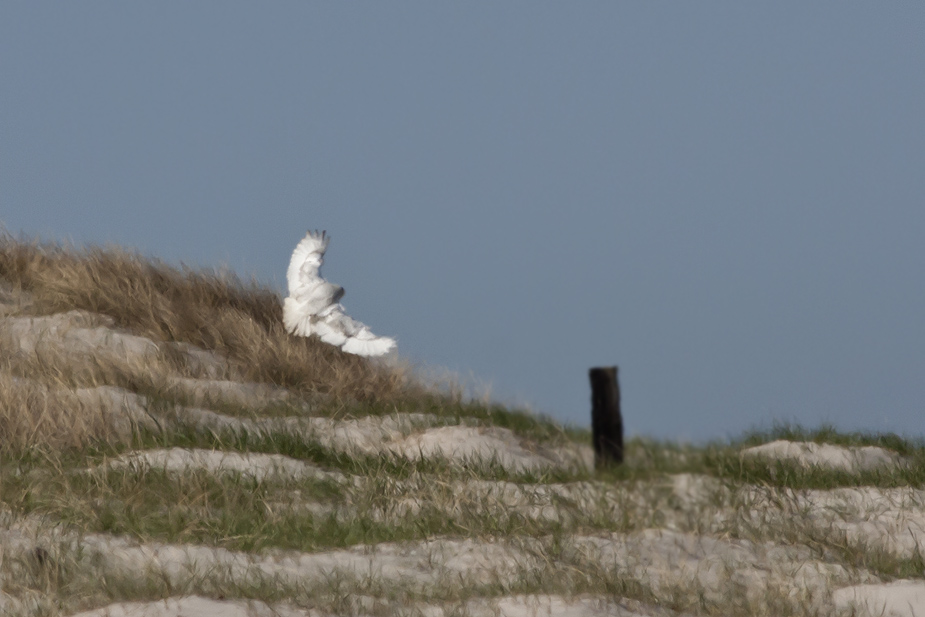 Fugl-Bubo scandiacus_7574