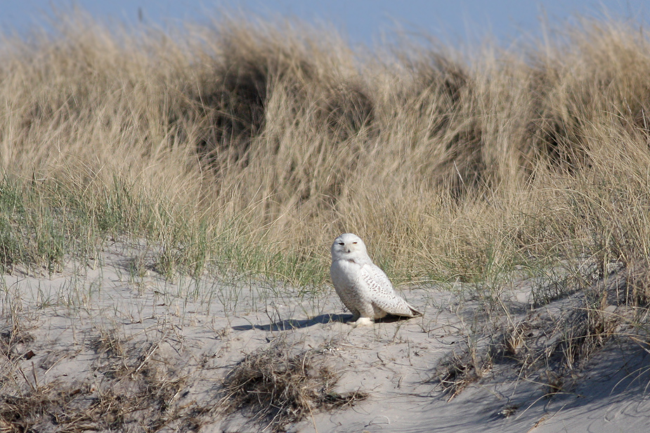 Fugl-Bubo scandiacus_7803