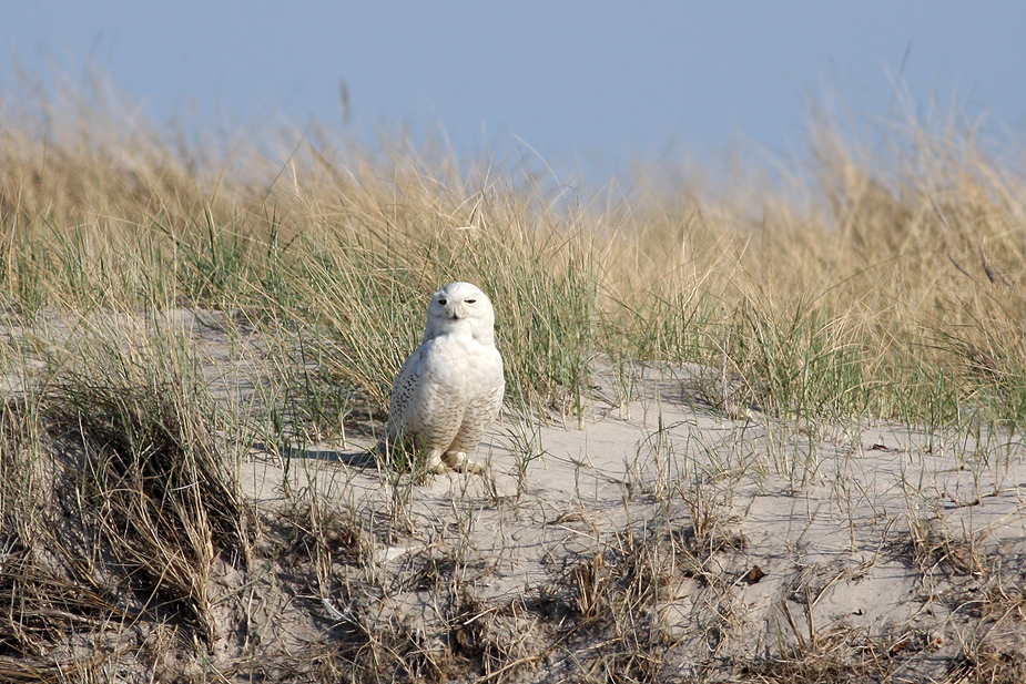 Fugl-Bubo scandiacus_7827