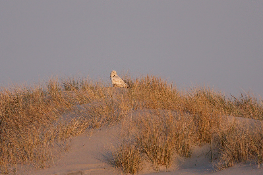 Fugl-Bubo scandiacus_8071