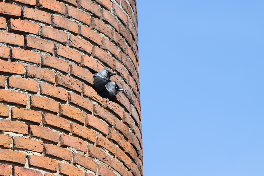 Fugl-Corvus monedula_1267