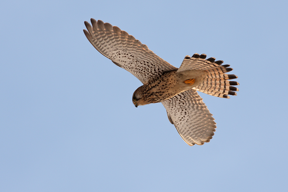 Fugl-Falco tinnunculus_0845