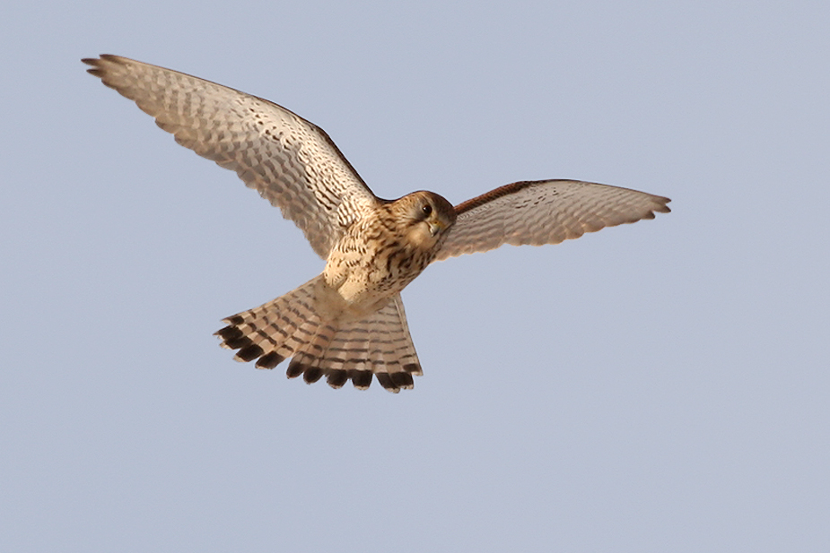 Fugl-Falco tinnunculus_0859