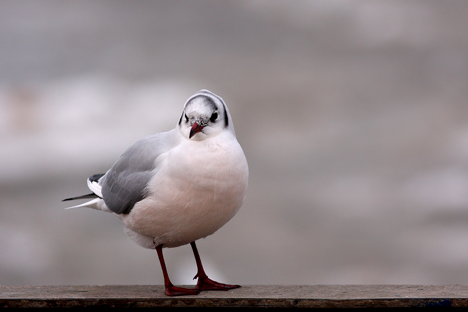 Fugl-Chroicocephalus ridibundus_0669