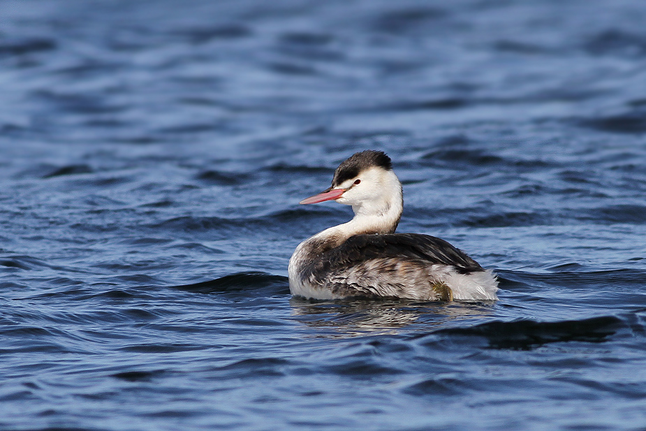 Fugl-Podiceps cristatus_1377