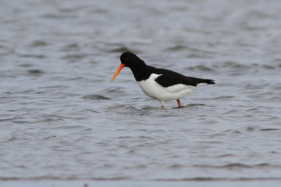 Fugl-Haematopus ostralegus_1824