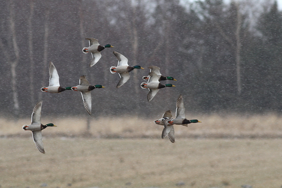 Fugl-Anas platyrhynchos_2121