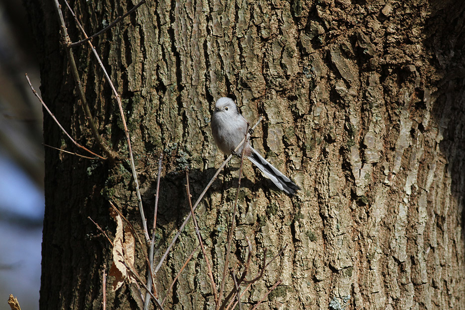 Fugl-Aegithalos caudatus_2697