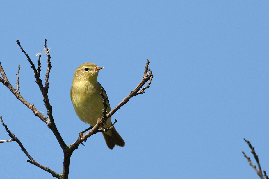 Fugl-Phylloscopus trochilus_3583