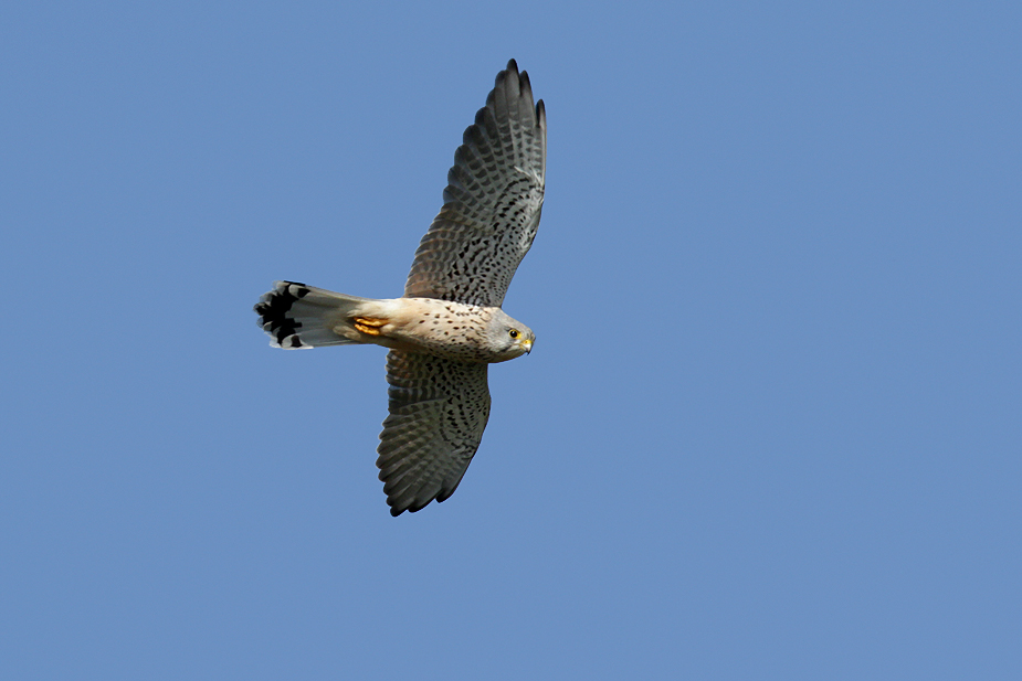 Fugl-Falco tinnunculus_5476