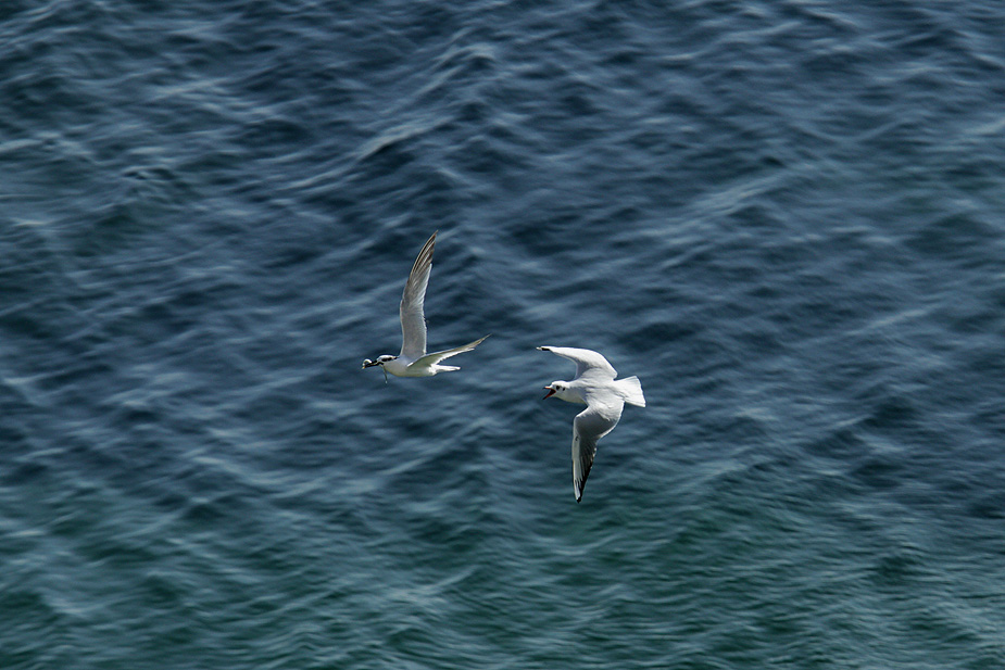 Fugl-Sterna sandvicensis_5503