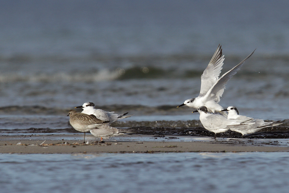 Fugl-Sterna sandvicensis_5930
