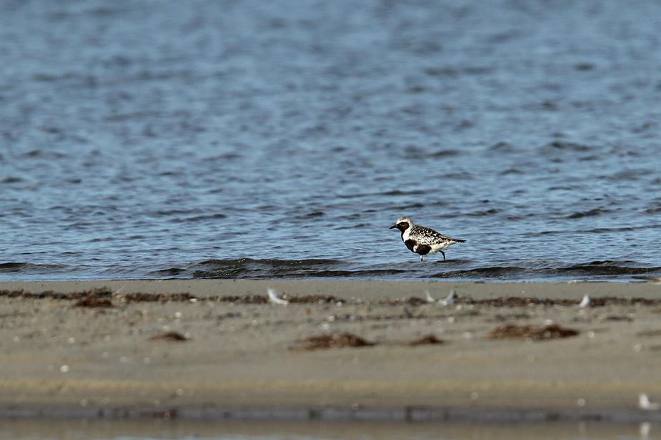 Fugl-Pluvialis squatarola_6080