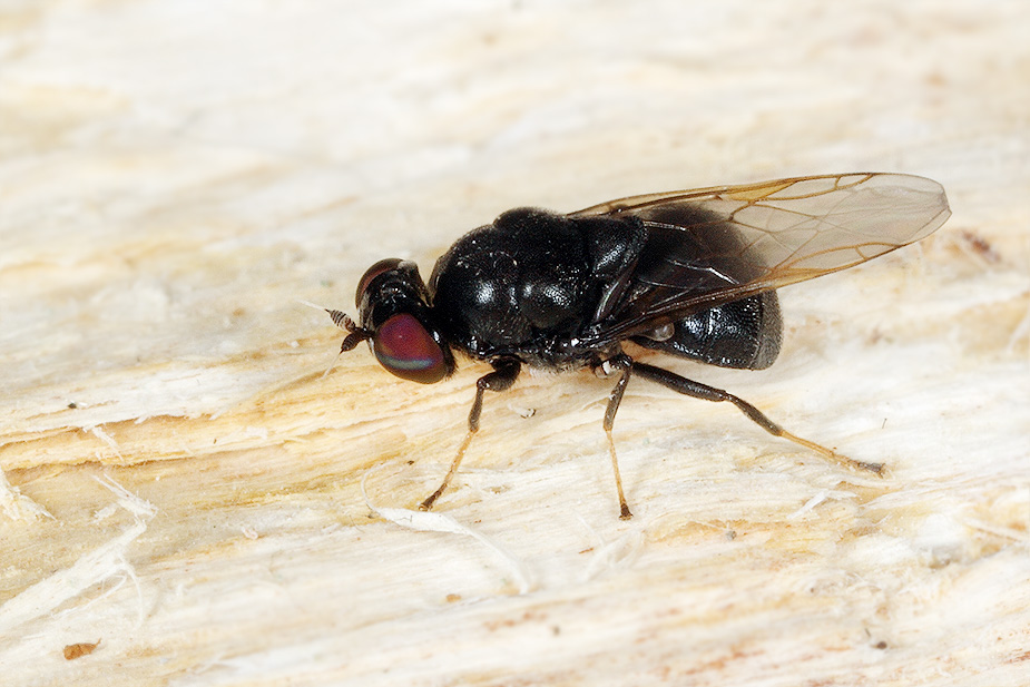 Neopachygaster meromelas_6210