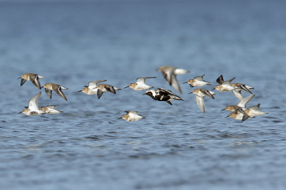 Fugl-Pluvialis squatarola_6235