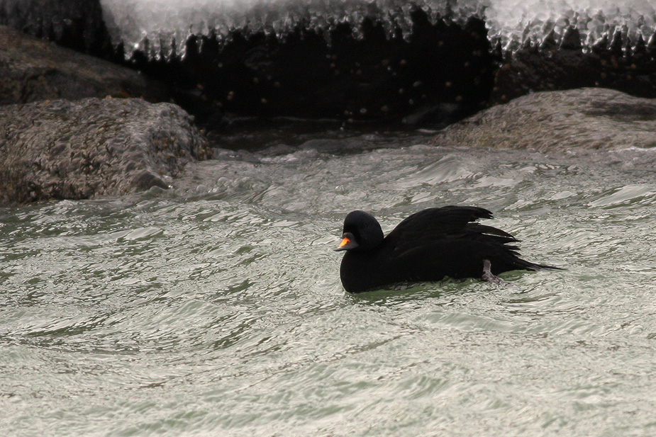 Fugl-Melanitta nigra_9793