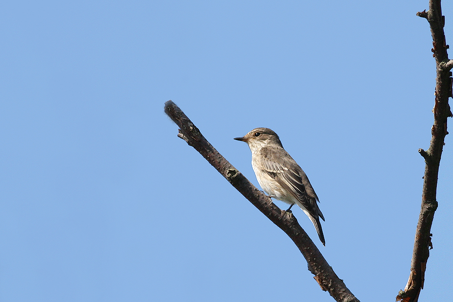 Fugl-Muscicapa striata_3389