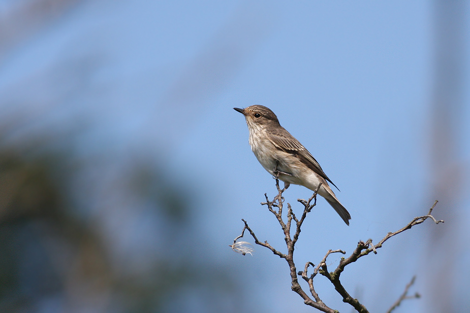 Fugl-Muscicapa striata_3460