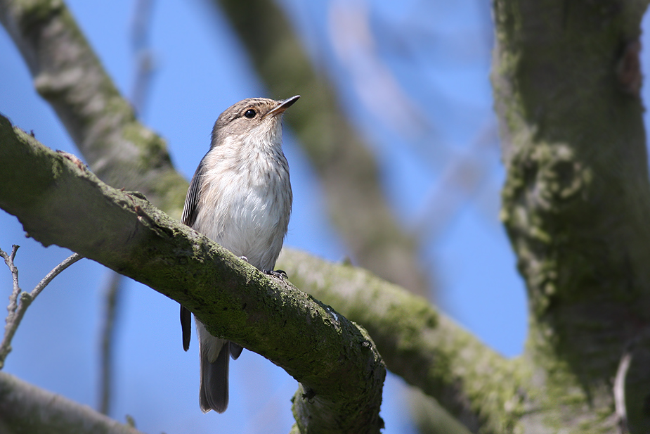 Fugl-Muscicapa striata_3550