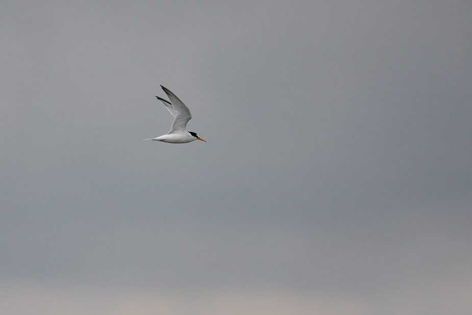 Fugl-Sternula albifrons_8092