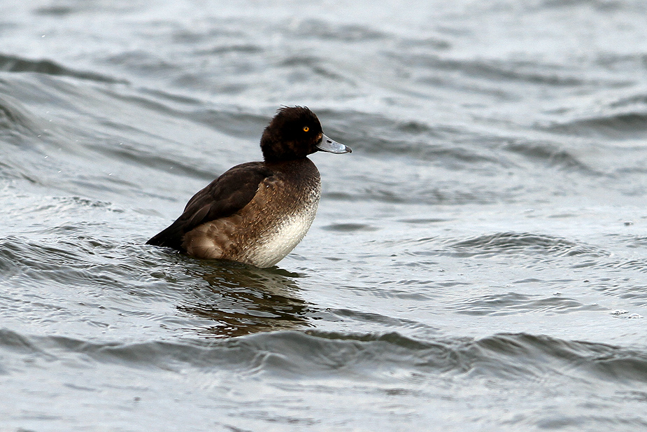 Fugl-Aythya fuligula_1941