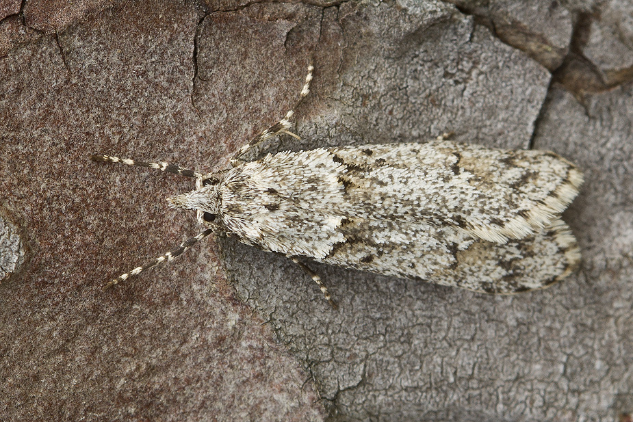 Eudonia truncicolella_3671