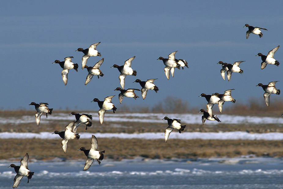 Fugl-Aythya fuligula_1801