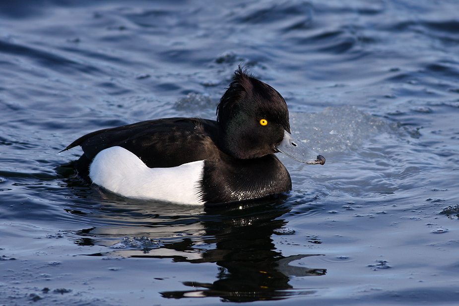 Fugl-Aythya fuligula_2979