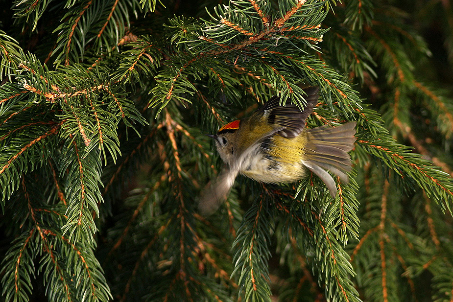 Fugl-Regulus regulus_3695