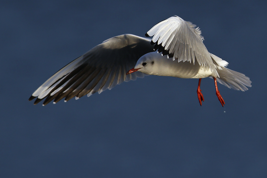 Fugl-Chroicocephalus ridibundus_3918