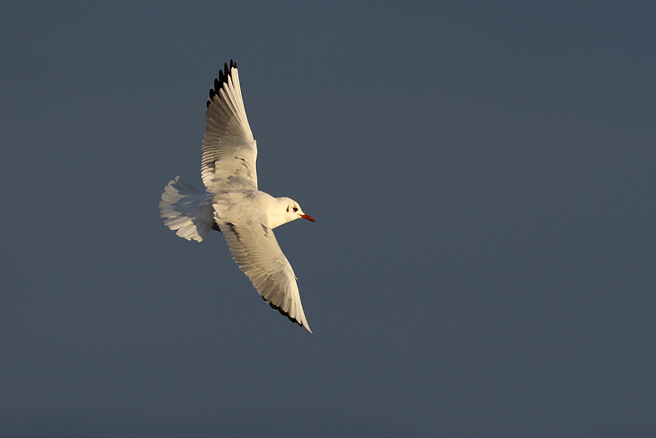 Fugl-Chroicocephalus ridibundus_3993