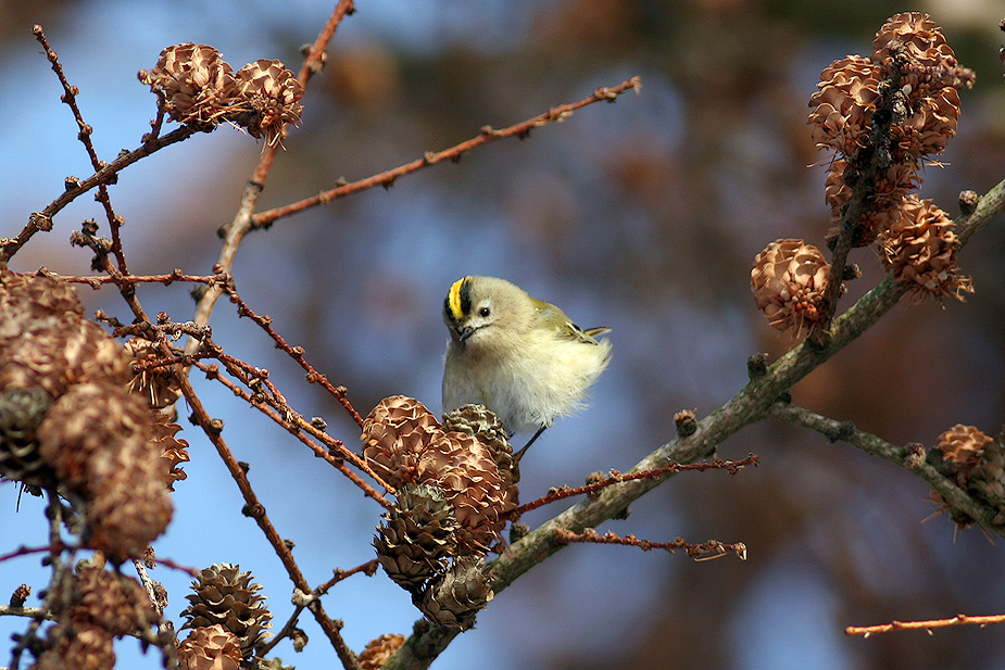 Fugl-Regulus regulus_4214
