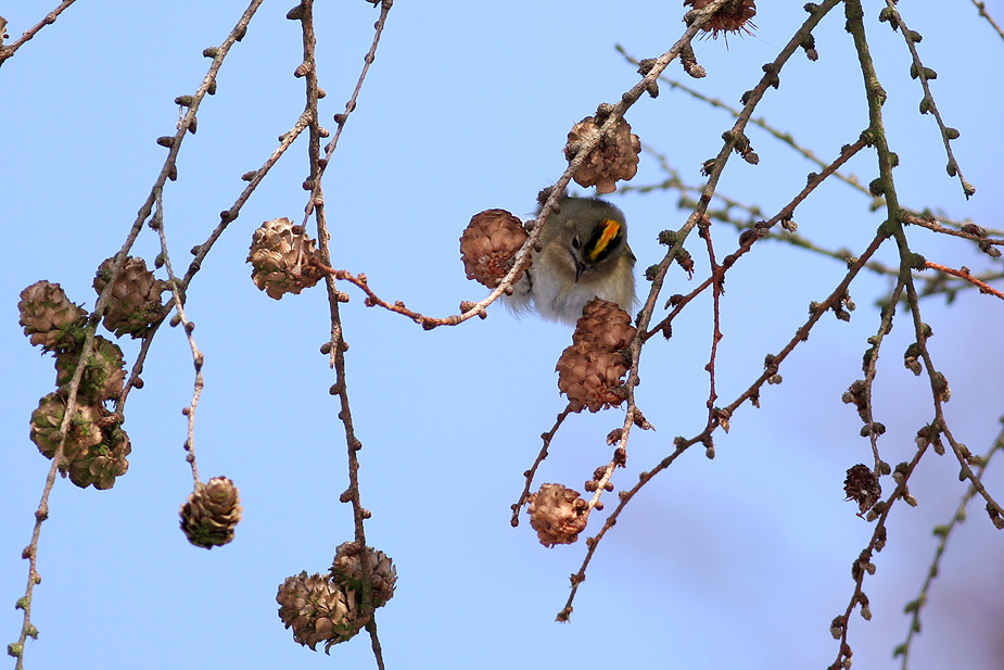 Fugl-Regulus regulus_4223