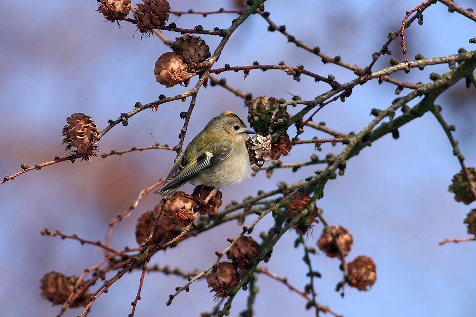 Fugl-Regulus regulus_4229