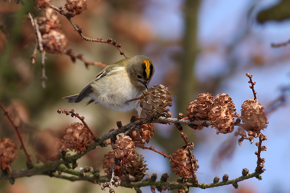 Fugl-Regulus regulus_4242