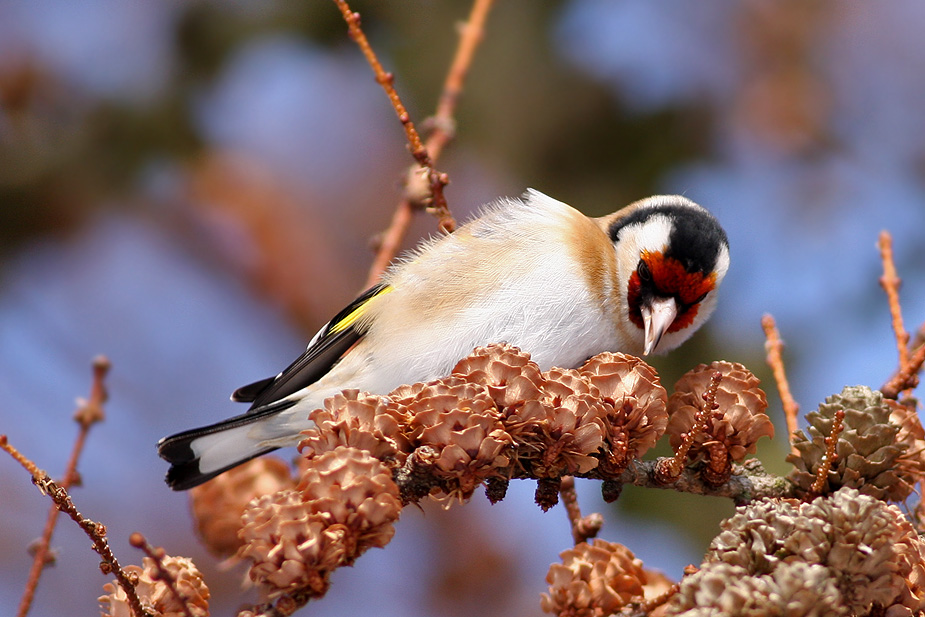Fugl-Carduelis carduelis_4283