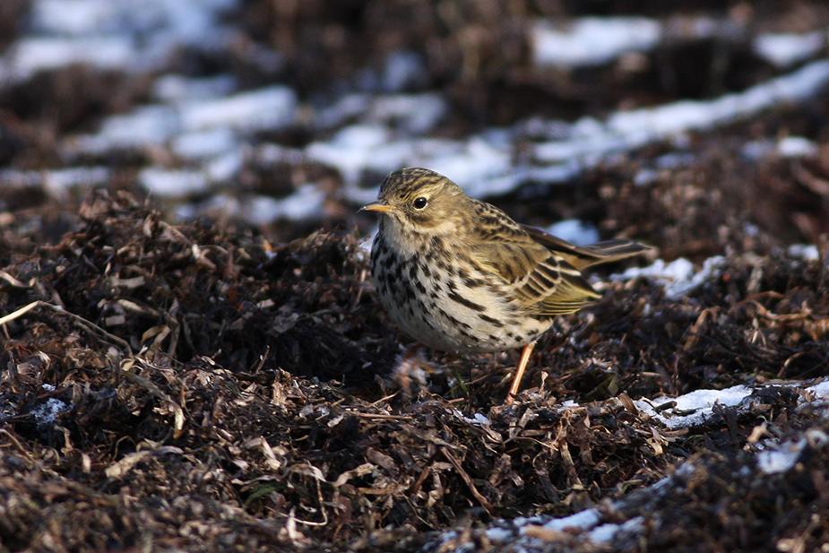 Fugl-Anthus pratensis_4632