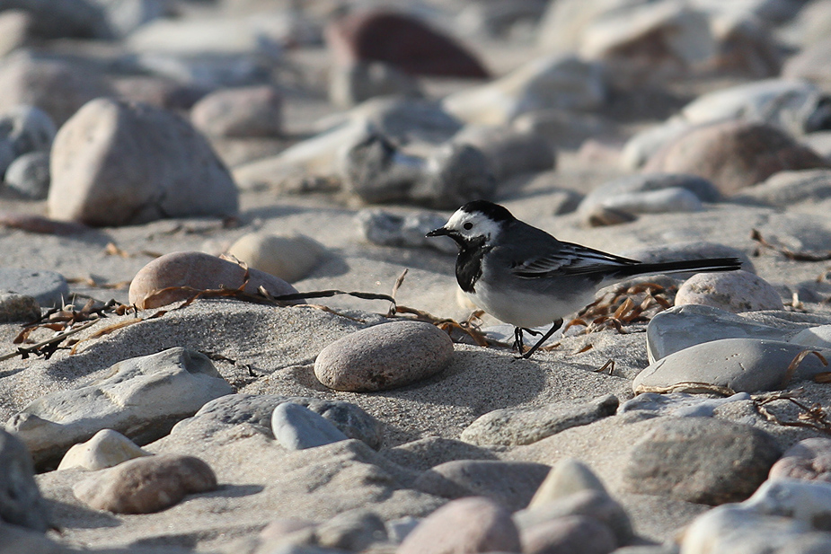 Fugl-Motacilla alba_5292