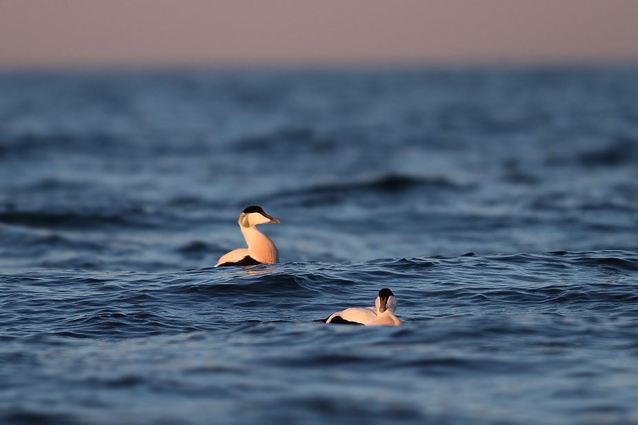 Fugl-Somateria mollissima_5308