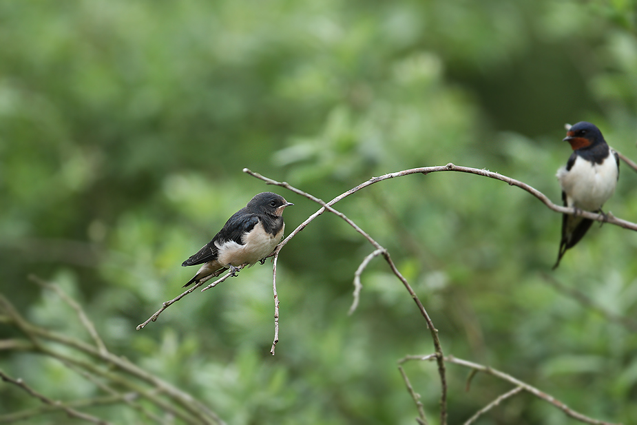 Fugl-Hirundo rustica_5333