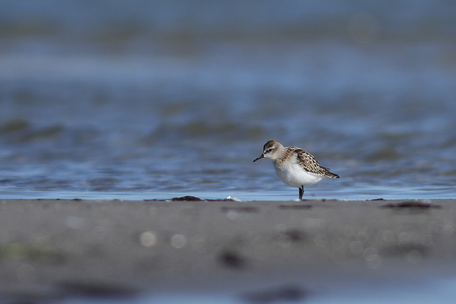 Fugl-Calidris minuta_8497