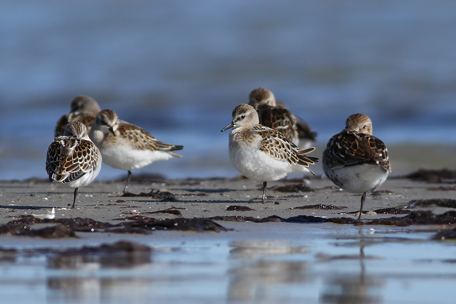 Fugl-Calidris minuta_8528