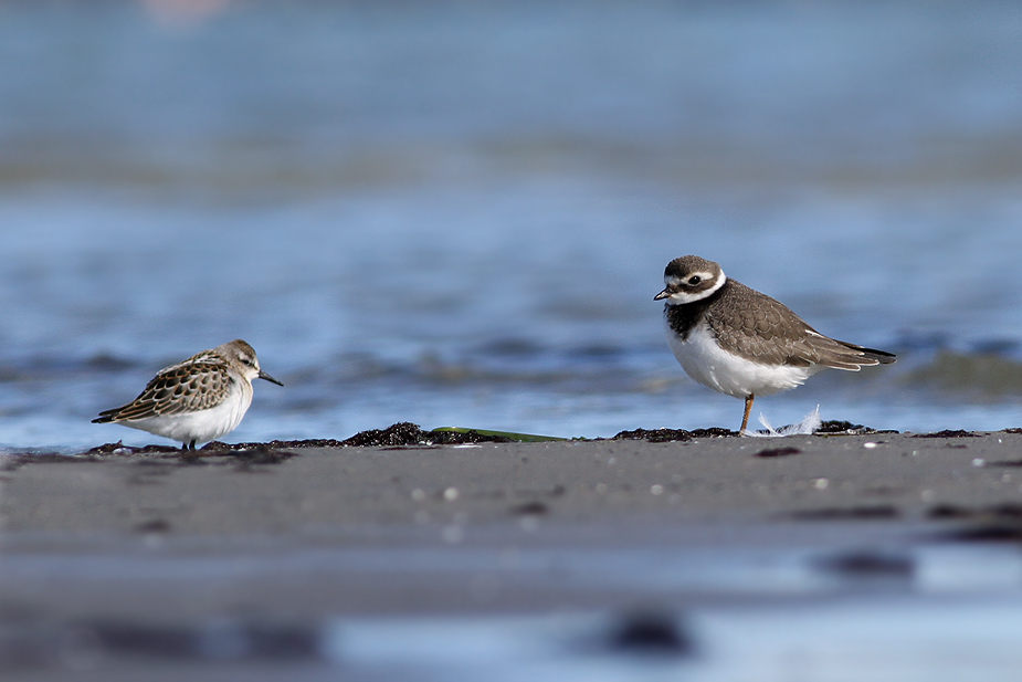 Fugl-Calidris minuta_8583