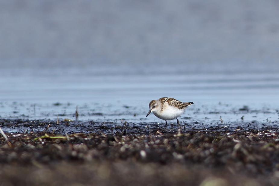 Fugl-Calidris minuta_9114