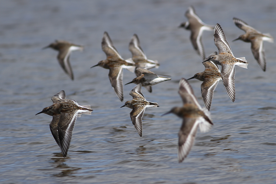 Fugl-Calidris minuta_9149