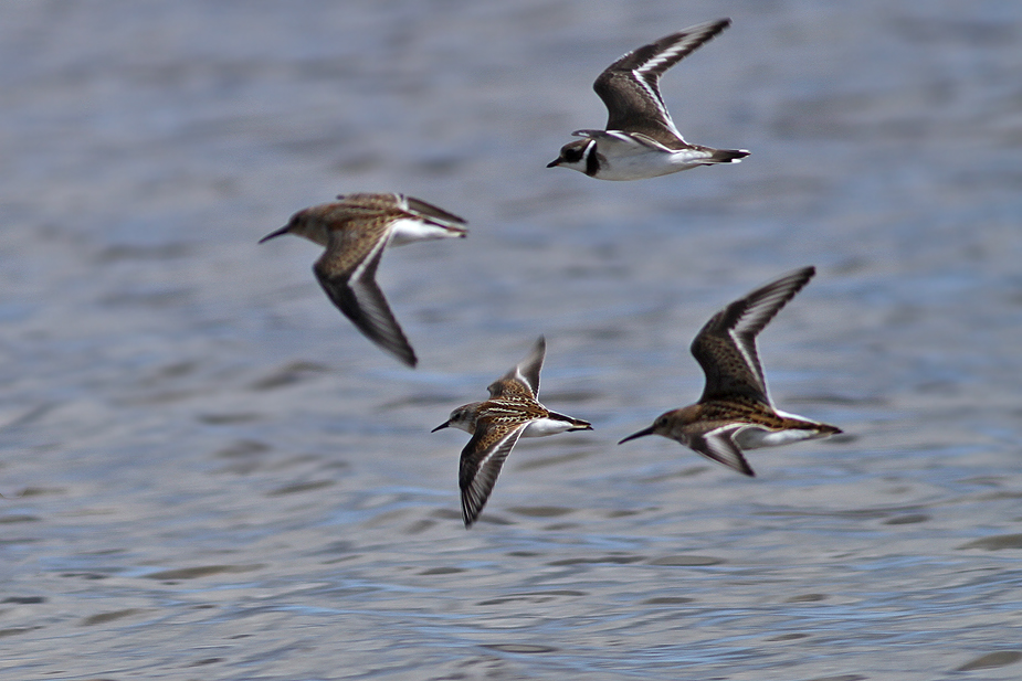 Fugl-Calidris minuta_9187